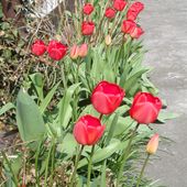 Dla Odmiany - Tulipa