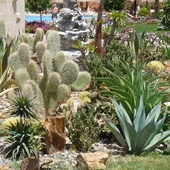 Egipskie kaktusowo