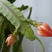 Epiphyllum