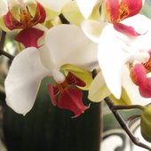 Falenopsis - Phalaenopsis