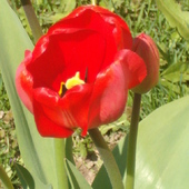 I jeszcze jeden do mojej skromnej kolekcji tulipanów