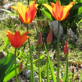 i jeszcze tulipanki...