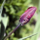 Jeszcze tulipan