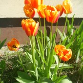jeszcze tulipanki