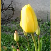 jeszcze tulipek :)