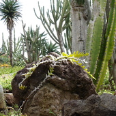 kaktusik dla relaksu