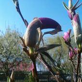 kwiat magnoli