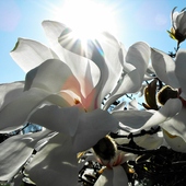 Kwiat Magnolii Z Pro