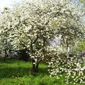 kwitnąca wiśnia