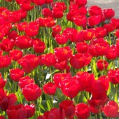 łan tulipanów