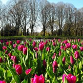 Liliowe Tulipany