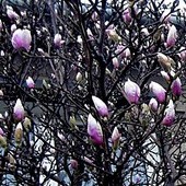 Magnolia w pąkach