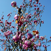 Magnolia w pełnej gali
