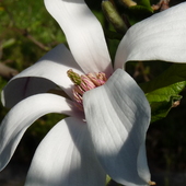 Magnolia(ogród Bota
