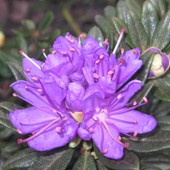 Mini rododendronek