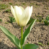 Mini tulipanek