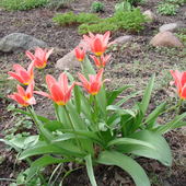 Moje najwcześniejsze tulipany