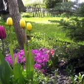 moje tulipany i prymulki