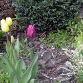 Moje tulipany