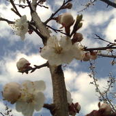 morela-pierwsze kwitnące drzewko owocowe w moim sadzie