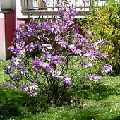 Osiedlowa magnolia