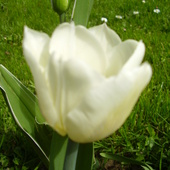 Pierwszy wysoki tulipan