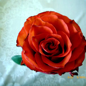 Róża (z flakonu)