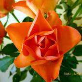 Róża(z flakony)