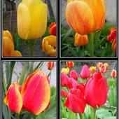 różne tulipanki
