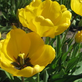 Słoneczne Tulipany