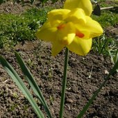 Słoneczny narcyz dla wszystkich:).A w tle tulipanki.