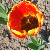 środeczek tulipanka