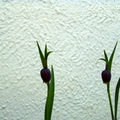 Szachownica Michałowskiego (Fritillaria michailovskyi)