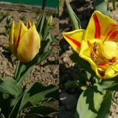Te dwa tulipanki rosną u mnie w ogródku.