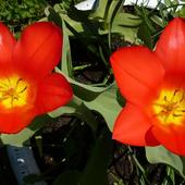 Te tulipanki dla