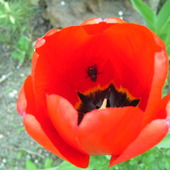 Tulipan niechcący z robalkiem :)