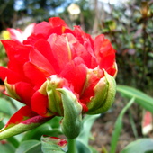 tulipan - ten też ma trochę płatków do układania