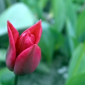 tulipan w ogrodzie