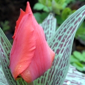 Tulipan Z Centkowany
