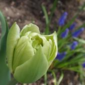 Tulipan z szafirkowym tłem