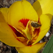 tulipan z wkładką