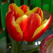 Tulipan ze ŚK