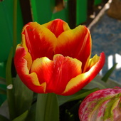 tulipan ze Świata Kwiatów