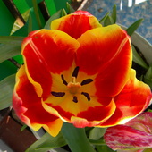 tulipan ze Świata Kwiatow