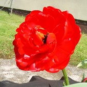 tulipanek ze świata kwiatów :)