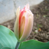 tulipanek...