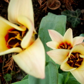 tulipanki :)