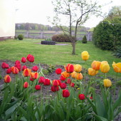 tulipanki i ogród