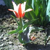 Tulipanki - większy i mniejszy :)