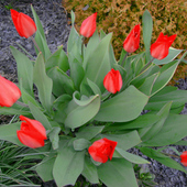 tulipankowy bukiecik